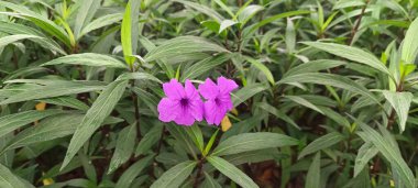 Yeşilliğin ortasında açan mor bir kır çiçeğinin yakın plan çekimi. Doğal ışıklandırma, yaprakların dokusunu ve detaylarını geliştirir, yeni bir botanik ve doğa temalı kompozisyon yaratır..