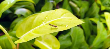 Yumuşak doğal ışıklandırmalı canlı yeşil yaprakların makro perspektifi. Görüntü organik dokuları, bitki ayrıntılarını ve tazeliği vurguluyor, doğa, ekoloji ve botanik geçmişleri ile ilgili konular için ideal.