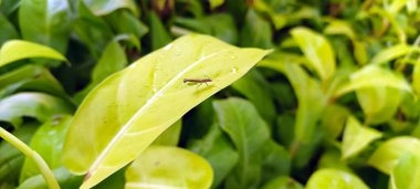 Yumuşak doğal ışıklandırmalı canlı yeşil yaprakların makro perspektifi. Görüntü organik dokuları, bitki ayrıntılarını ve tazeliği vurguluyor, doğa, ekoloji ve botanik geçmişleri ile ilgili konular için ideal.