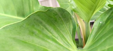 Detaylı makro çekim büyük yeşil bir yaprağın damar desenlerini gösteriyor. Doğal çizgiler ve organik doku, doğa ve çevre temaları için uygun temiz ve soyut bir botanik arka plan sağlar..