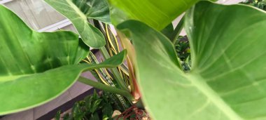 Detaylı makro çekim büyük yeşil bir yaprağın damar desenlerini gösteriyor. Doğal çizgiler ve organik doku, doğa ve çevre temaları için uygun temiz ve soyut bir botanik arka plan sağlar..