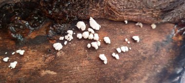 Renkli ağaç kabuğunun makro çekimi kabuk soyma katmanları, kaba dokular ve organik desenler içerir. Doğal dokular, arka planlar ve çevre tasarım uygulamaları için ideal.