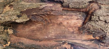 Renkli ağaç kabuğunun makro çekimi kabuk soyma katmanları, kaba dokular ve organik desenler içerir. Doğal dokular, arka planlar ve çevre tasarım uygulamaları için ideal.