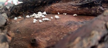 Renkli ağaç kabuğunun makro çekimi kabuk soyma katmanları, kaba dokular ve organik desenler içerir. Doğal dokular, arka planlar ve çevre tasarım uygulamaları için ideal.