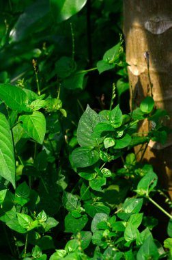 Güneşte büyüyen yeşil yapraklar