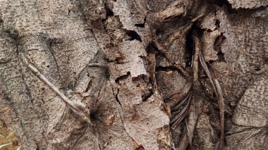 Close up detail view of tree bark texture with natural cracks and patterns