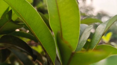 Close up of rubber tree leaves with sunlight in the garden