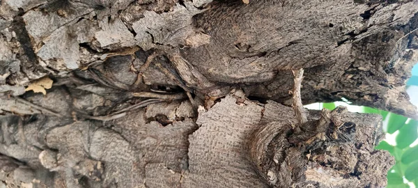 Ağaç kabuğu dokusunun doğal çatlak ve desenleri ile detaylı görünümünü kapat