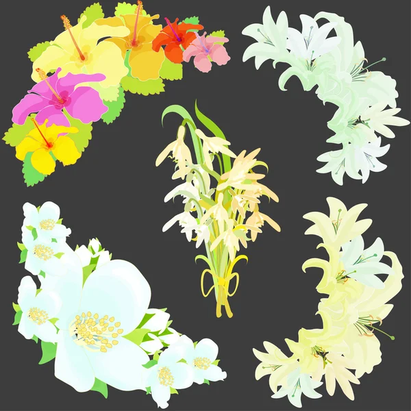 Lelie bloemen jasmine, hibiscus, snowdrop instellen vector illustratio — Stockvector