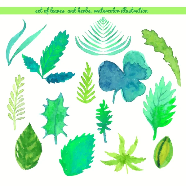 Set van bladeren en kruiden kleur. Aquarel vectorillustratie — Stockvector