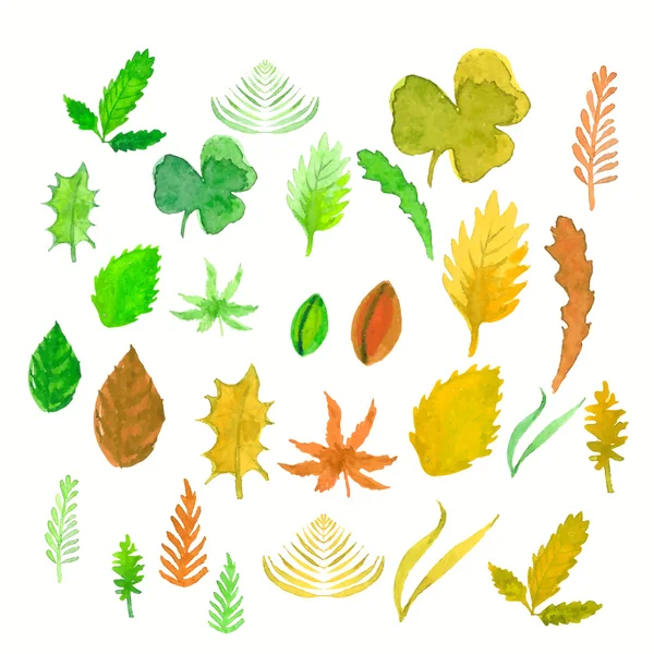 Ensemble de feuilles et d'herbes été et automne. aquarelle illustrat — Image vectorielle