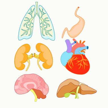 insan organlarını kalp, akciğerler, karaciğer, böbrekler ve beyin kümesi. VEC
