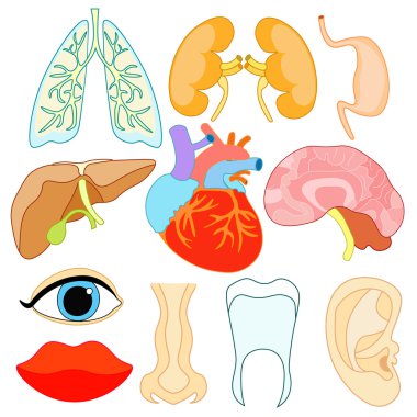 insan vücudu ve yüzü içinde organ kümesi. vektör illustratio