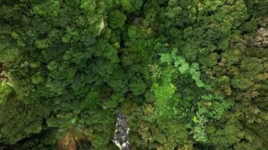 Yukarıdan yemyeşil orman tepe örtüsü
