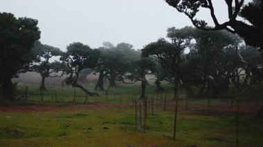 Ağaçlar ve otlarla kaplı sisli bir yer.