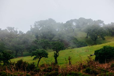 Puslu yamaçlarda yemyeşil ve ağaçlar var. Doğanın güzelliğini ve huzurlu kırsal manzaraları somutlaştıran sakin bir manzara yaratıyorlar.
