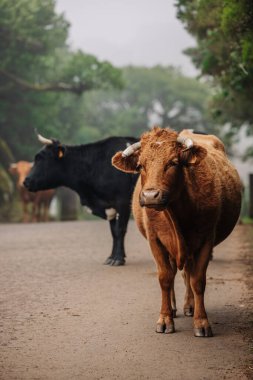 Kahverengi bir inek, arkasında siyah bir inek olan toprak bir yolda, ağaçların ve sislerin üzerine kurulmuş, sakin kırsal yaşamı resmediyor.