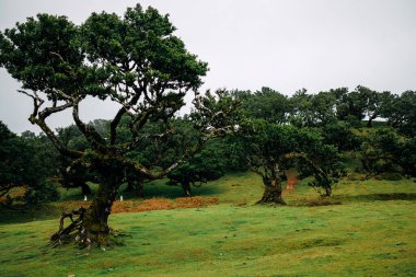 Zengin yeşil yapraklı çarpık ağaçlar, yemyeşil otlarla çevrili yumuşak bir yamaçta ve doğanın özünü vurgulayan huzurlu bir atmosferde konumlandırılmışlardır.