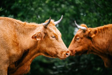 İki kahverengi inek kafalarına dokunuyor.