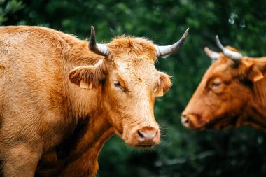 Canlı yeşil otlaklarda boynuzları olan kahverengi bir ineğe yakın plan, özelliklerini ve çevresini vurgularken, yakınlarda başka bir ineğin otladığı görülüyor.