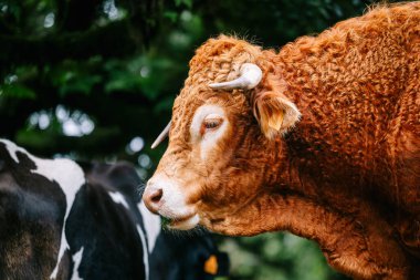 Kıvırcık kürklü bir kahverengi inek canlı yeşil bir çayırda siyah ve beyaz bir ineğin yanına konur ve kırsal yaşamın sakin atmosferini ön plana çıkarır.