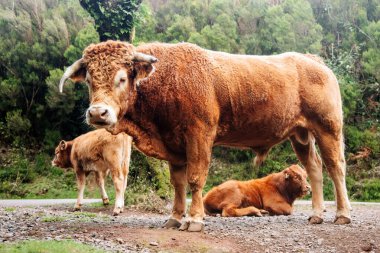 Üç kahverengi sığır, dingin çevresini ve doğal davranışlarını gösteren canlı yeşilliklerle çevrili bir çakıl yolunda konumlandırılmışlardır.