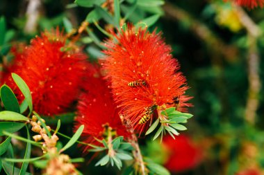 Bright red flowers blooming on plant