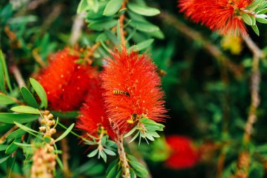 Yeşil yaprakların arasında parlak kırmızı çiçekler