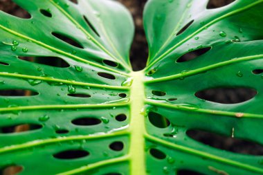 Close-up of a vibrant monstera leaf adorned with water droplets, highlighting its unique perforations and rich green color, evoking a sense of freshness and natural elegance