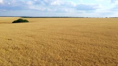 Mavi gökyüzünün altında geniş buğday tarlası.