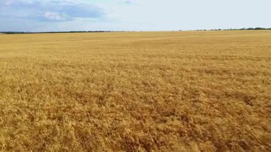 Mavi gökyüzünün altında geniş buğday tarlası.
