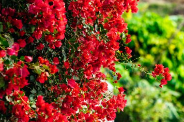 Bol miktarda kırmızı bougainvillea çiçekleri canlı yeşil bir arkaplana karşı gelişerek, doğanın güzelliğini ve bahçedeki zengin dokularını çarpıcı bir şekilde gözler önüne seriyor.