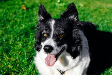 Oyuncu siyah ve beyaz köpek canlı yeşil çimenlerde oturuyor, güneşin sıcaklığının tadını çıkarıyor, neşeli ve dost canlısı bir atmosfer yayıyor.