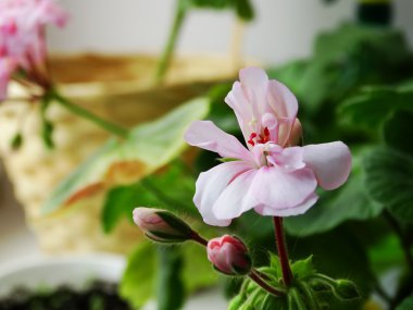 Sardunya çiçeği, houseplant