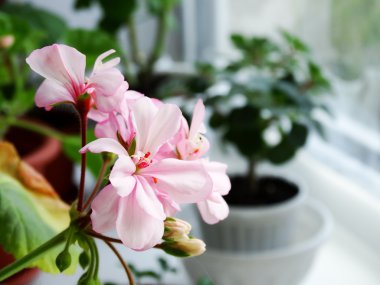 Sardunya çiçeği, houseplant