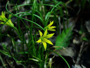 Flower, Gagea pratensis.