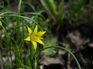 Flower, Gagea pratensis.