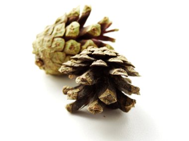 Orman çam kozalağı