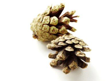 Orman çam kozalağı