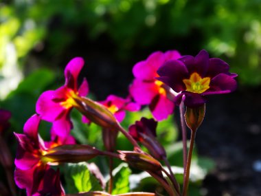 Çuha çiçeği çiçek bahçesi