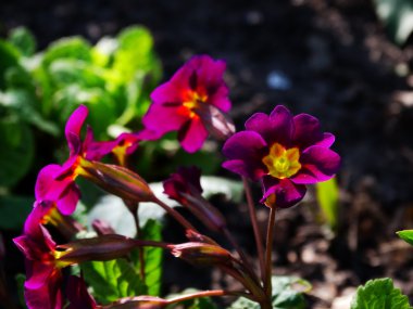 Çuha çiçeği çiçek bahçesi