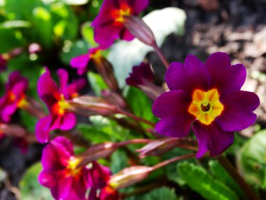 Çuha çiçeği çiçek bahçesi