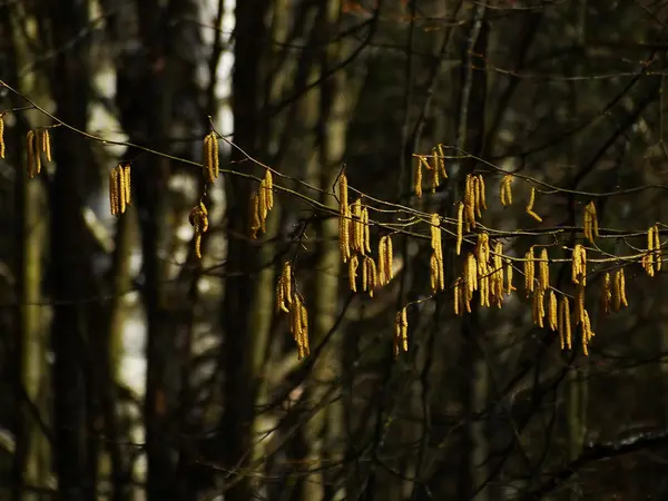 Branches de bouleau au printemps — Photo