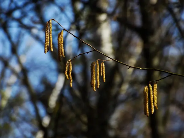 Branches de bouleau en automne — Photo