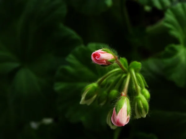 Flor de gerânio, planta de sala — Fotografia de Stock