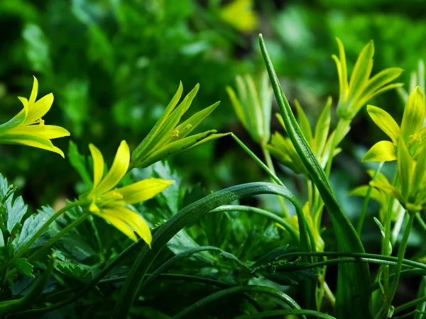 Flor, Gagea pratensis . — Fotografia de Stock