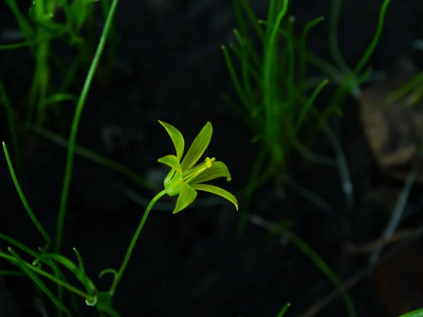 Flor, Gagea pratensis . — Foto de Stock