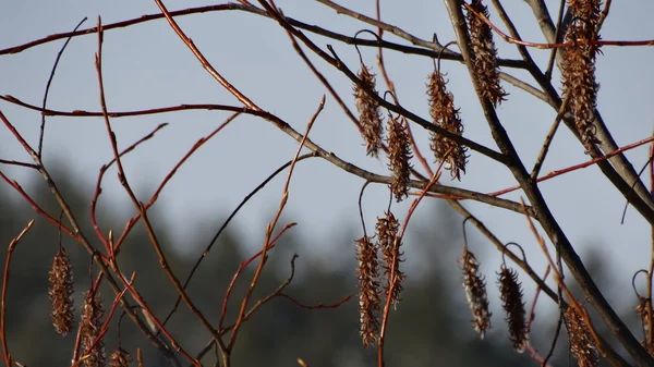 Las ramas de abedul en otoño — Foto de Stock