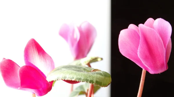 ポットの花シクラメン — ストック写真