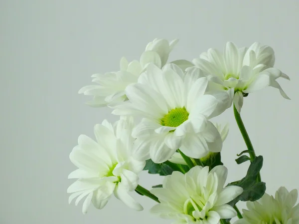 白咲く菊. — ストック写真